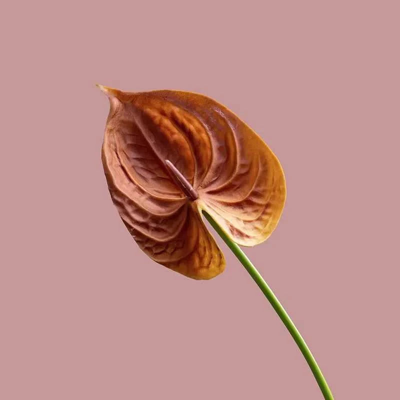 10Pc/lot PU Artificial Flowers Anthurium Bridal Bouquet Wedding Decoration Fake Palm Flowers Home Party Table Floral Arrangement 14:365458#Brown Artificial Flowers